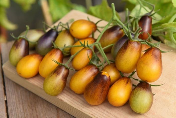 Pomidorai valgomieji geltonai violetiniai 'INDIGO PEAR DROPS F1' 9 sėklos K. Pomidorai valgomieji geltonai violetiniai 'INDIGO PEAR DROPS F1' 9 sėklos K.