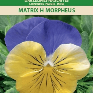 Našlaitės stambiažiedės gelsva su violetiniu 'MATRIX H MORPHEUS' 20 sėklų A.
