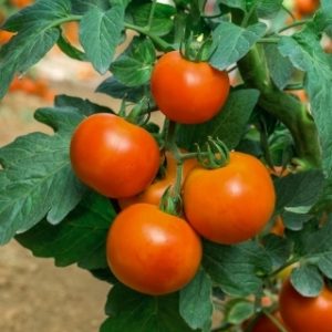 Pomidorai žemi lauko nehibridiniai oranžiniai 'LOLEK' 0,1 g PS