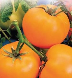 Pomidorai vidutinio aukščio nehibridiniai oranžiniai 'ORANŽE' 0,15 g S.