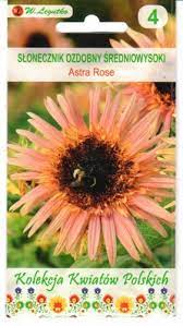 Saulėgrąžos dekoratyvinės lašišinės 'ASTRA ROSE' L.