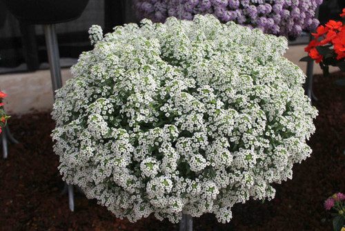 Pajūriniai laibeniai lobuliarijos (medučiai) baltos 'SNOWCLOTH' 1 g A. Pajūriniai laibeniai lobuliarijos (medučiai) baltos 'SNOWCLOTH' 1 g A.