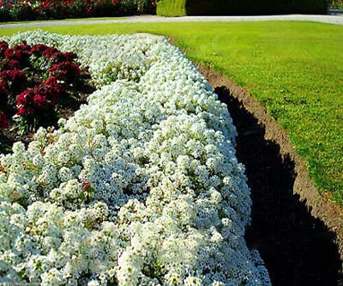 Pajūriniai laibeniai lobuliarijos (medučiai) baltos 'SNOWCLOTH' 1 g A. Pajūriniai laibeniai lobuliarijos (medučiai) baltos 'SNOWCLOTH' 1 g A.