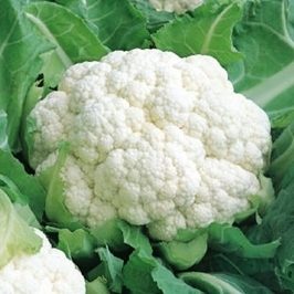 Žiediniai kopūstai ankstyvi, sniego baltumo, uždaros ‘BRUCE H’ 15 sėklų SG. Žiediniai kopūstai ankstyvi, sniego baltumo, uždaros ‘BRUCE H’ 15 sėklų SG.