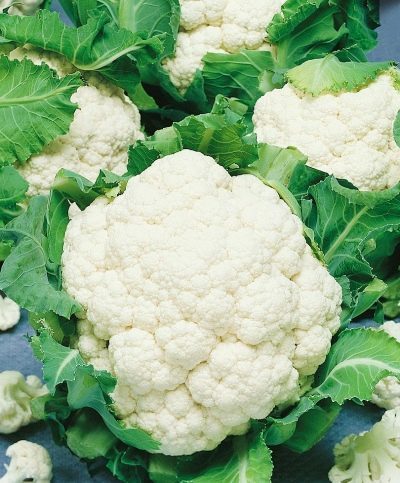 Žiediniai kopūstai ankstyvi, sniego baltumo, uždaros ‘BRUCE H’ 15 sėklų SG. Žiediniai kopūstai ankstyvi, sniego baltumo, uždaros ‘BRUCE H’ 15 sėklų SG.