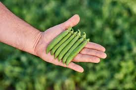 Žirniai žemi, vidutinio ankstyvumo, didelėmis ankštimis 'GRUNDY' 50 sėklų SG. Žirniai žemi, vidutinio ankstyvumo, didelėmis ankštimis 'GRUNDY' 50 sėklų SG.