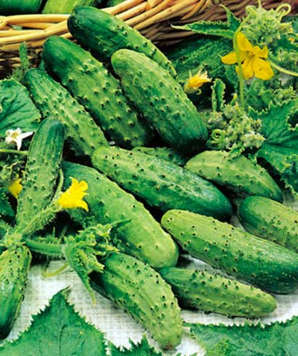 Agurkai nehibridiniai laukui, konservavimui ‘PICCOLO VERDE DI PARIGI’ 2 g H. Agurkai nehibridiniai laukui, konservavimui ‘PICCOLO VERDE DI PARIGI’ 2 g H.