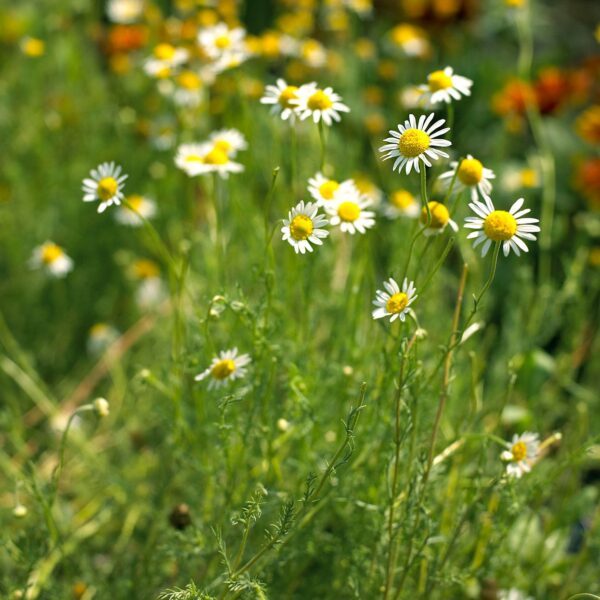 Vaistinės ramunės (ramunėlės) 'CHAMOMILE' 1g (ekologiškos sėklos) OW.