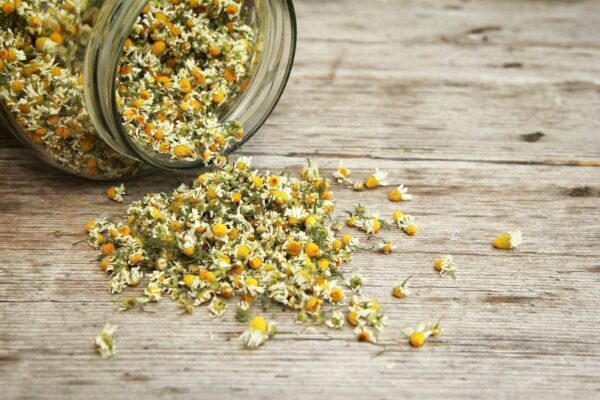 Vaistinės ramunės (ramunėlės) 'CHAMOMILE' 1g (ekologiškos sėklos) OW.