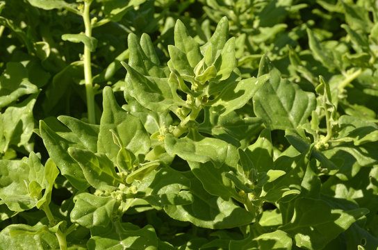 Zelandiniai špinokai, špinatų pakaitalas vasarai - rudeniui 2 g A. Zelandiniai špinokai, špinatų pakaitalas vasarai - rudeniui 2 g A.