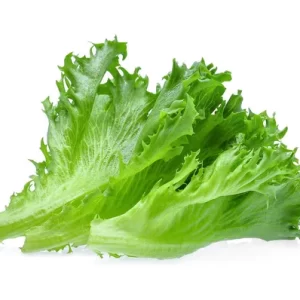 frillice-iceberg-lettuce LAPAI