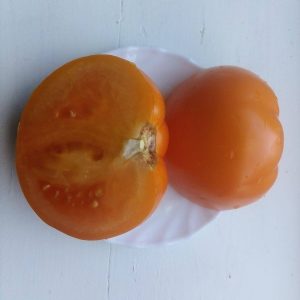 Lietuviški smulkiavaisiai aukštaūgiai pomidorai 'AUKSIAI H' 10 sėklų (atskaičiuota)