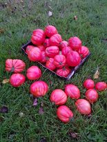 Pomidorai kriaušės formos labai derlingi 'AUREA F1' 50 sėklų. De Ruiter