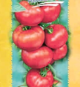 Pomidorai avietiniai pusiau aukštaūgiai, ankstyvi, tinka ir laukui 'ALEGRIA F1' 10 sėklų S.