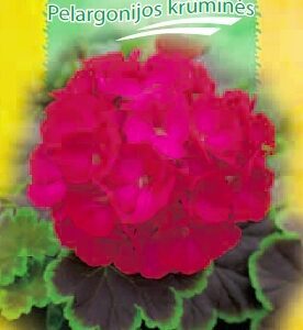 Pelargonijos krūminės raudonai violetinės, tamsialapės 'BLACK VELVET VAILIT F1' 5 sėklos S.