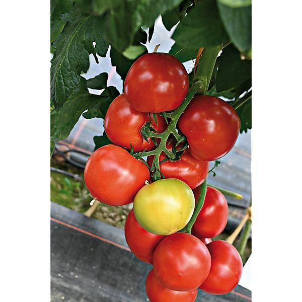 Pomidorai atsparūs marui aukšti 'FANTASIO F1' 10 sėklų PS. Pomidorai atsparūs marui aukšti 'FANTASIO F1' 10 sėklų PS.