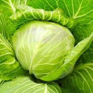 Kopūstai labai ankstyvi ‘GOLDEN ACRE’ 3 g PS.