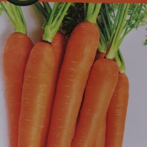 Morkos vėlyvos laikymui 'LANGE ROTE SUMPFE ONE HERZ' 5g PS