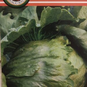 Gūžinės ledo salotos, stambios, ilgai nesužydi 'MAUGLI' 0,5 g PS.