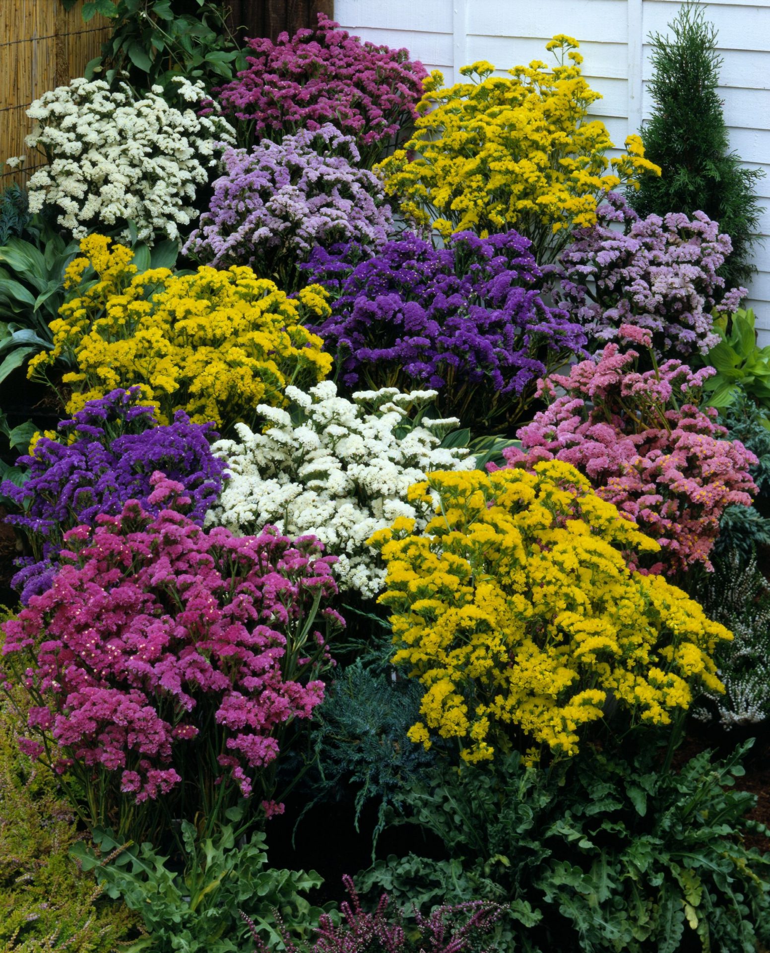 Karpytalapiai kermėkai mišiniai, vienmetės 0,2 g S. Karpytalapiai kermėkai mišiniai, vienmetės 0,2 g S.