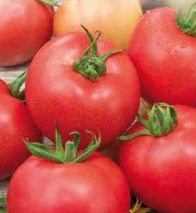 Pomidorai avietiniai nehibridiniai ankstyvi, tinka lauke 'MALINOWY OŽAROWSKI' 0,1 g S.