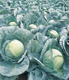 Kopūstai rauginimui,dideli ‘MEGATON F1’ 2500 sėklų (Profi pakuotė) Bejo Zaden Kopūstai rauginimui,dideli ‘MEGATON F1’ 2500 sėklų (Profi pakuotė) Bejo Zaden