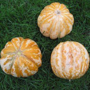 Melionai Oranje-Ananas vaisiai