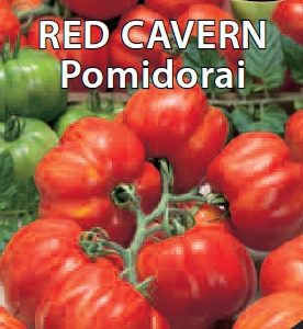 Pomidorai paprikos formos, įdarymui 'RED CAVERN' 10 sėklų S. NAUJIENA 2022 m.
