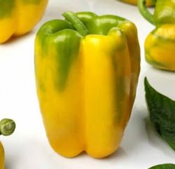 Paprikos saldžiosios ankstyvos, geltonos, stambios 'VELVET F1' 10 sėklų PS. Paprikos saldžiosios ankstyvos, geltonos, stambios 'VELVET F1' 10 sėklų PS.