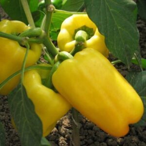 Paprikos saldžiosios ankstyvos, geltonos, stambios 'VELVET F1' 10 sėklų PS. Paprikos saldžiosios ankstyvos, geltonos, stambios 'VELVET F1' 10 sėklų PS.