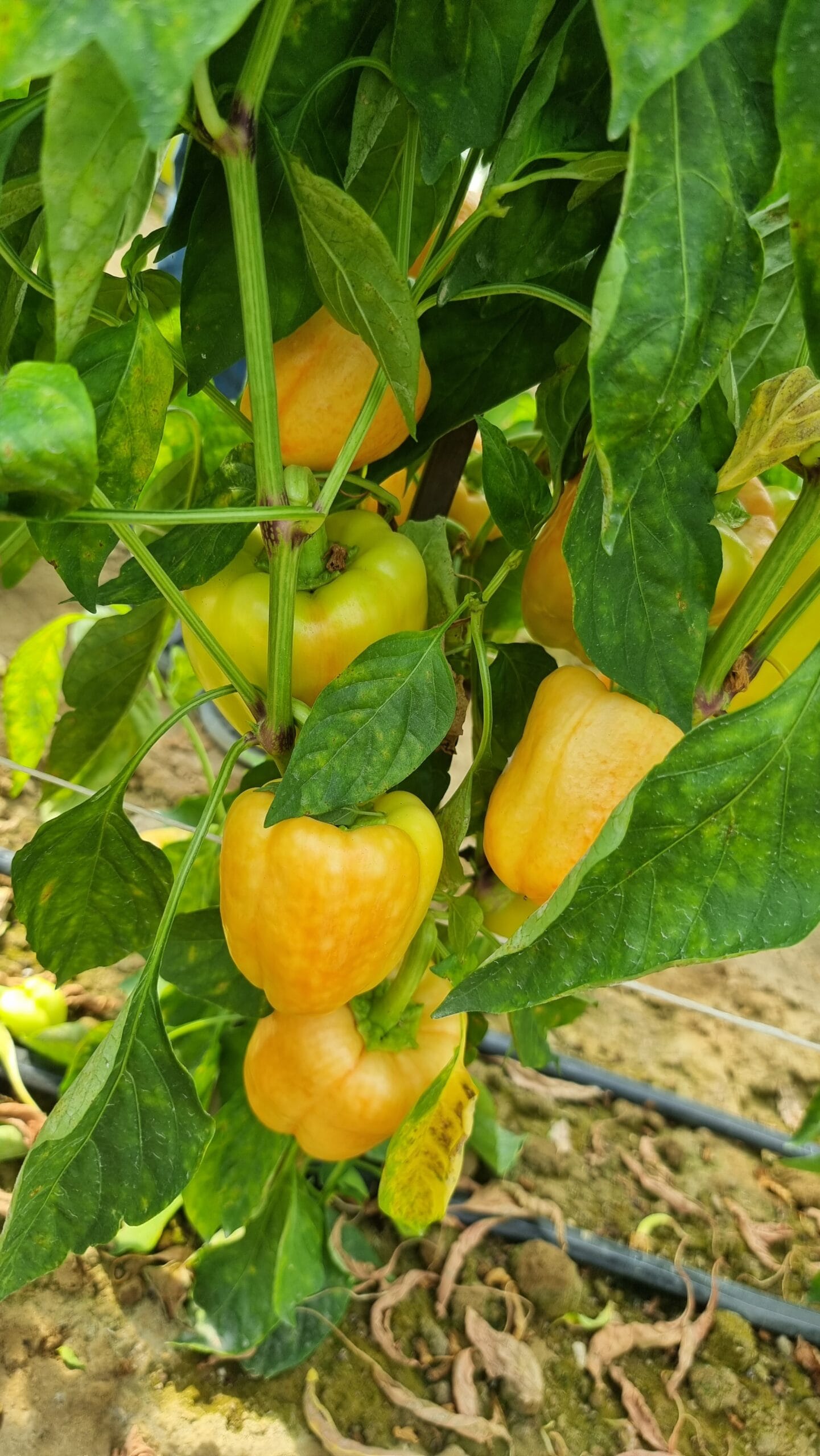 Paprikos saldžiosios ankstyvos, geltonos, stambios 'VELVET F1' 10 sėklų PS. Paprikos saldžiosios ankstyvos, geltonos, stambios 'VELVET F1' 10 sėklų PS.