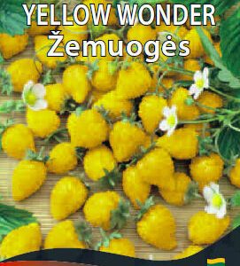 Žemuogės didelės geltonos 'YELLOW WONDER' 0,1 g S.
