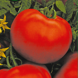 Žemaūgiai lauko pomidorai 'BETALUX' 0,2 g PS