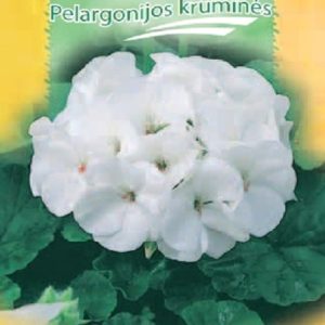 Pelargonijos krūminės baltos, žalialapės 'BLANKA F1' 5 sėklos S.