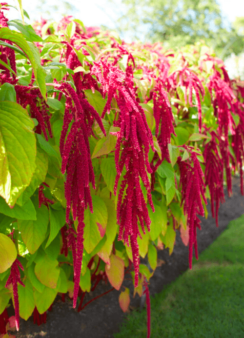 Uodeguotieji burnočiai Amarantas (Amaranthus caudatus) 2 g T. Uodeguotieji burnočiai Amarantas (Amaranthus caudatus) 2 g T.