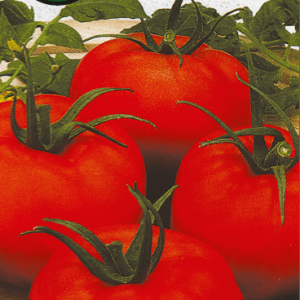 Mėsingi pomidorai vidutinio ankstyvumo 'CETIA F1' 10 sėklų PS.
