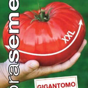 Pomidorai rekordui iki 1 kg 'GIGANTOMO F1' 10 sėklų DOB. Pomidorai rekordui iki 1 kg 'GIGANTOMO F1' 10 sėklų DOB.