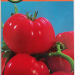 Širdies formos pomidorai 'GOURMANDIA F1' 10 sėklų PS