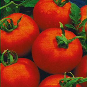 Pomidorai derlingi vidutiniais vaisiais 'ORKADO F1' S. 20 sėklų PS.