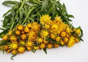 Darželiniai šlamučiai aukšti, geltoni 'ŽLUTA' 0,4 g SM.