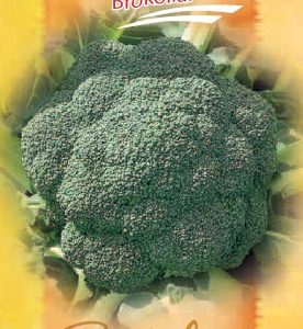 Brokoliai labai ankstyvi ‘STROMBOLI F1’ 500 sėklų (Didelė pakuotė) S. NAUJIENA 2022 m.