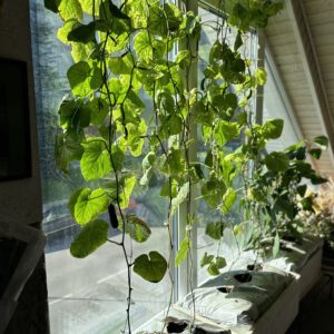 Auginimo ir laistymo dėžė (M dydis)