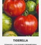 Pomidorai nehibridiniai raudoni su gelsvai oranžiniais dryžiais 'TIGERELLA' 0,1 g A.
