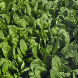 Špinatai, atsparūs žydėjimui, derlingi 'PUMA F1' 3 g PS Špinatai, atsparūs žydėjimui, derlingi 'PUMA F1' 3 g PS