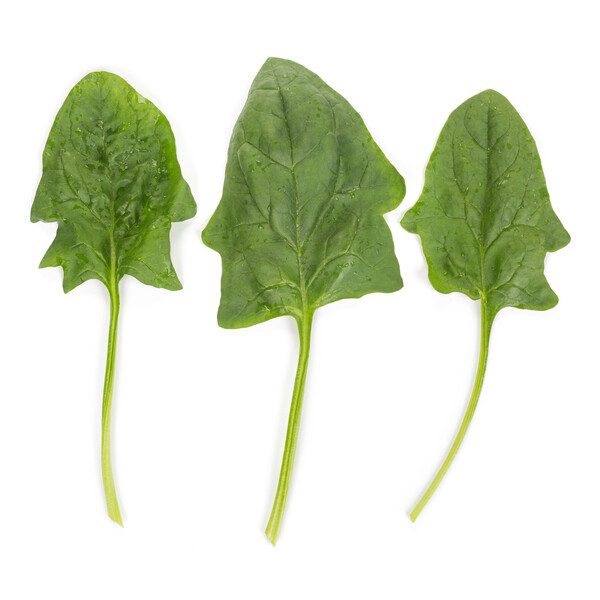 Špinatai, atsparūs žydėjimui, derlingi 'PUMA F1' 3 g PS Špinatai, atsparūs žydėjimui, derlingi 'PUMA F1' 3 g PS