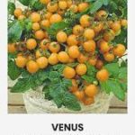 Pomidorai vazoniniai Venus