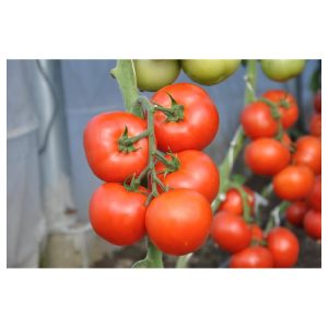 abellus H pomidorai kekes