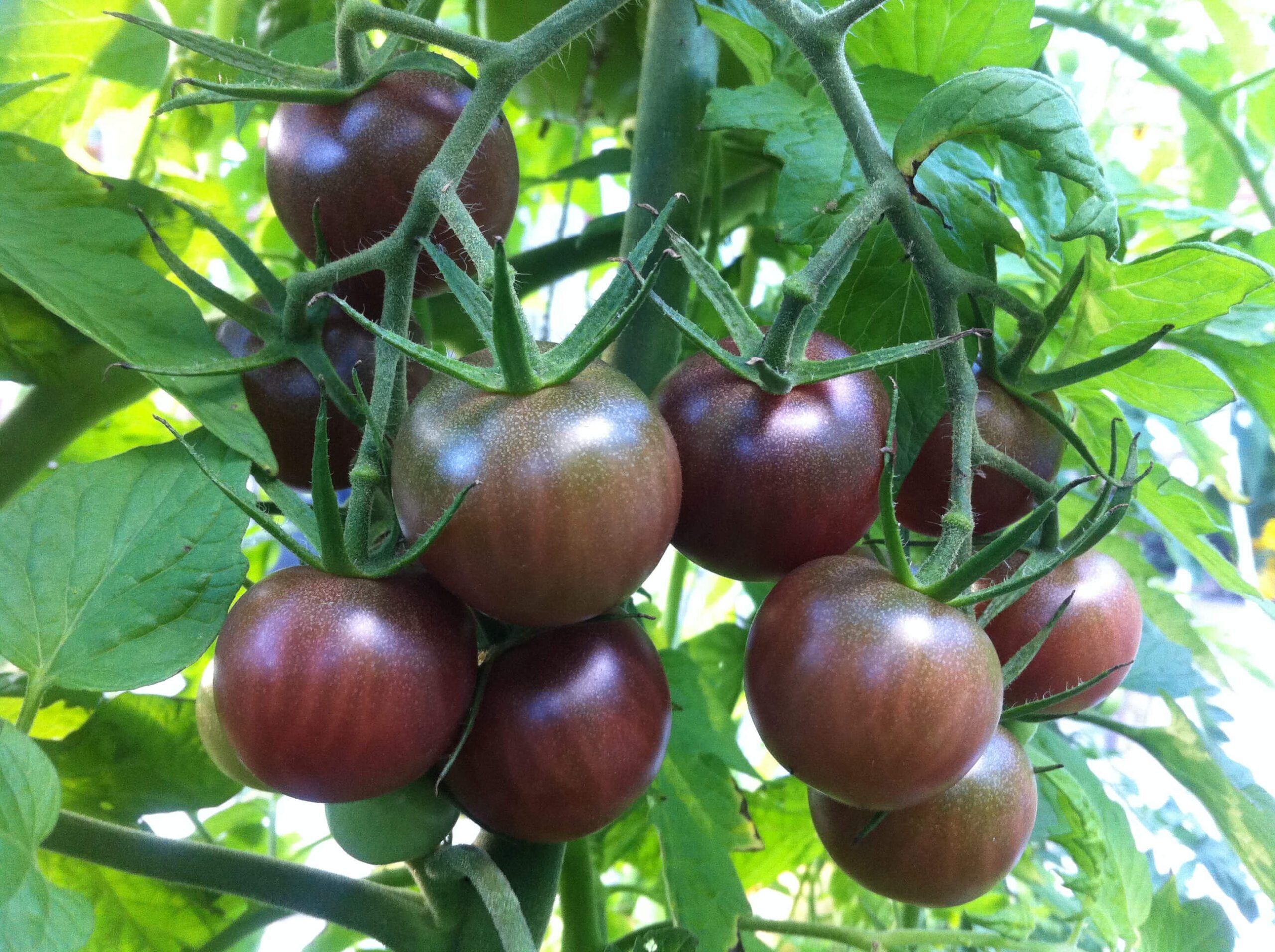 Vyšniniai tamsūs pomidorai, aukšti, labai skanūs 'BLACK CHERRY' 0,2 g (Naudinga pakuotė) L. Vyšniniai tamsūs pomidorai, aukšti, labai skanūs 'BLACK CHERRY' 0,2 g (Naudinga pakuotė) L.