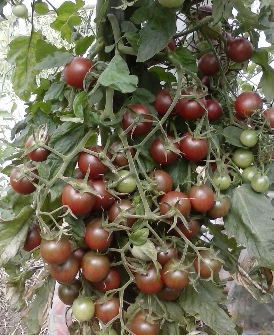 Vyšniniai tamsūs pomidorai, aukšti, labai skanūs 'BLACK CHERRY' 0,2 g (Naudinga pakuotė) L. Vyšniniai tamsūs pomidorai, aukšti, labai skanūs 'BLACK CHERRY' 0,2 g (Naudinga pakuotė) L.