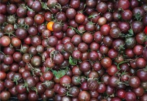 Vyšniniai tamsūs pomidorai, aukšti, labai skanūs 'BLACK CHERRY' 0,2 g (Naudinga pakuotė) L. Vyšniniai tamsūs pomidorai, aukšti, labai skanūs 'BLACK CHERRY' 0,2 g (Naudinga pakuotė) L.